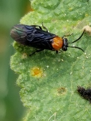 Atomacera decepta