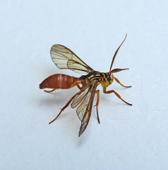 Myrmecopsis