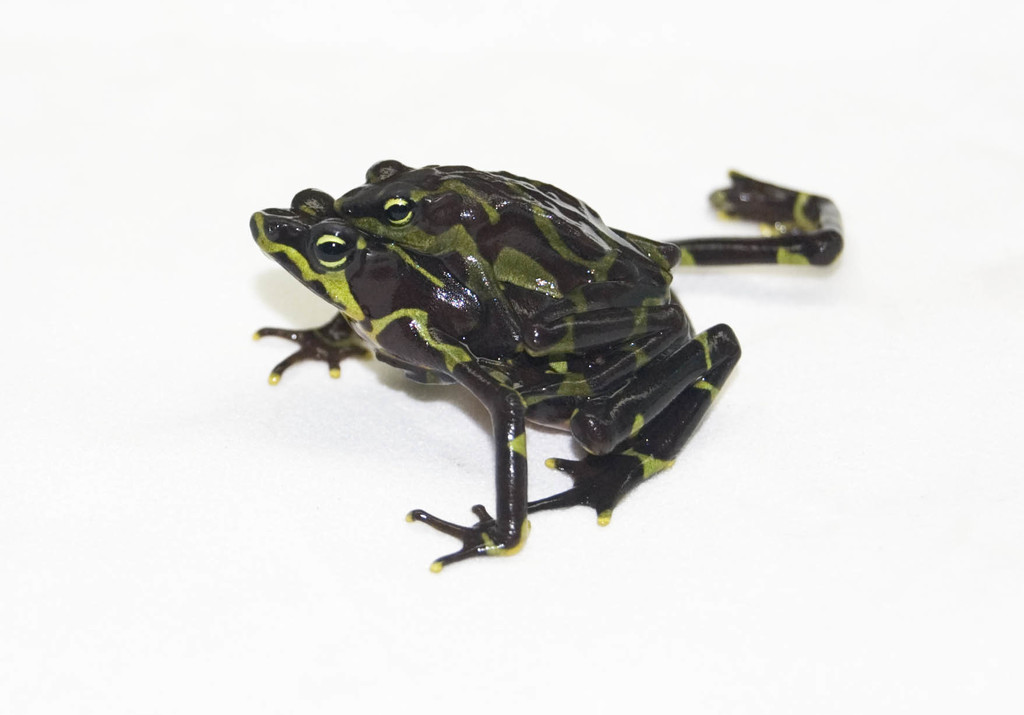 Limosa Harlequin Frog