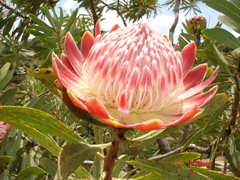 Protea caffra caffra