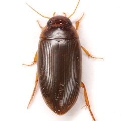 Copelatus distinctus