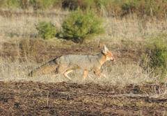 Vulpes chama