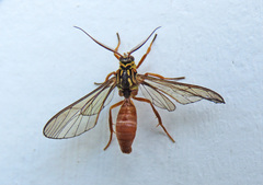 Myrmecopsis