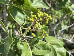 Rhus tepetate