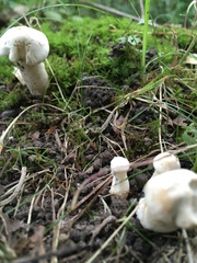 Clitocybe dealbata