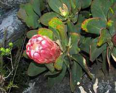 Protea grandiceps