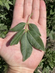 Rhus tepetate