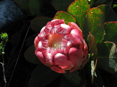 Protea grandiceps