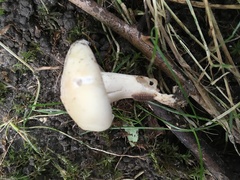 Clitocybe dealbata