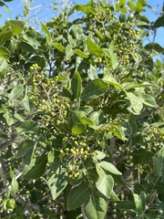 Rhus tepetate