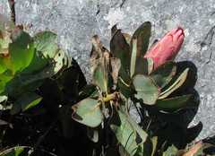 Protea grandiceps