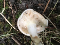 Clitocybe dealbata