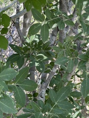Rhus tepetate