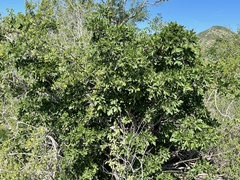 Rhus tepetate