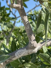 Rhus tepetate