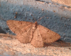 Isturgia murinaria