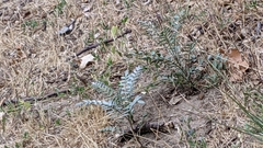 Astragalus douglasii