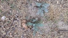 Astragalus douglasii
