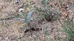 Astragalus douglasii
