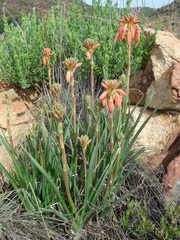 Aloe verecunda
