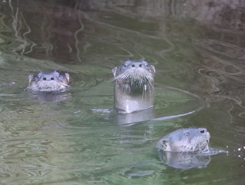 North American River Otter photographed in Maine