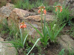 Aloe verecunda