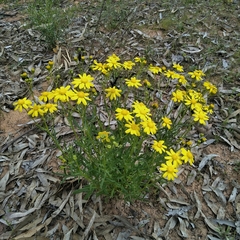 Senecio spanomerus