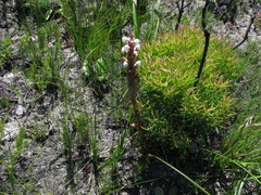 Satyrium acuminatum