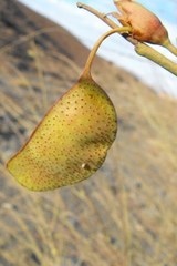 Adenolobus garipensis