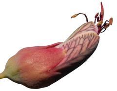 Adenolobus garipensis