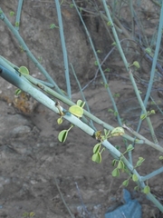 Adenolobus garipensis