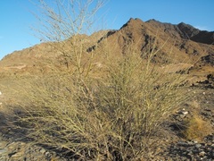 Adenolobus garipensis