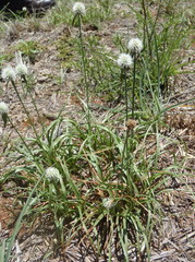 Cyperus cristatus