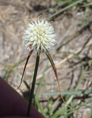 Cyperus cristatus