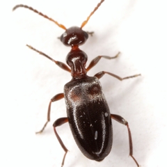 Ischyropalpus nitidulus