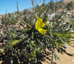 Calobota acanthoclada