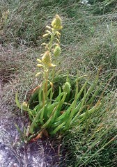 Bulbine lagopus