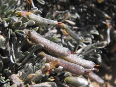 Calobota acanthoclada
