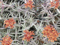 Crassula pruinosa