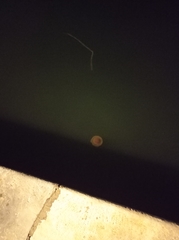 Cotylorhiza tuberculata