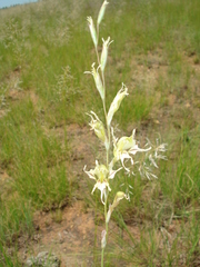 Gladiolus permeabilis edulis