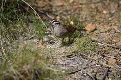 Emberiza capensis capensis