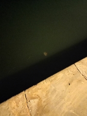 Cotylorhiza tuberculata