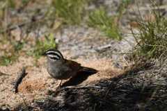 Emberiza capensis capensis