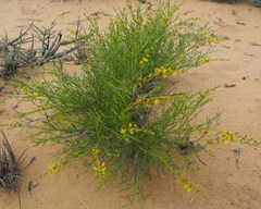 Calobota halenbergensis