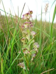 Disperis renibractea