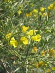 Calobota halenbergensis