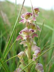 Disperis renibractea