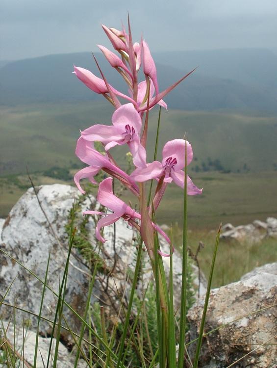 Disa amoena