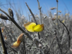 Calobota cinerea